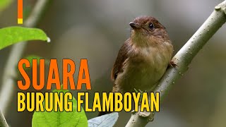 Suara Burung Flamboyan untuk Masteran | GACOR