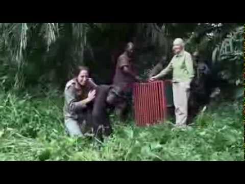 L'incroyable geste de remerciement de Wounda à Jane Goodall
