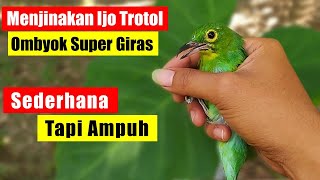 Download lagu Cara Menjinakan Cucak Ijo Trotol | Cara Menjinakkan Cucak Ijo Trotol mp3 Download lagu Cara Menjinakan Cucak Ijo Trotol | Cara Menjinakkan Cucak Ijo Trotol mp3