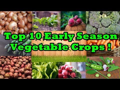 Top 10 Early Season Vegetable Crops and How to Plant Them! Video