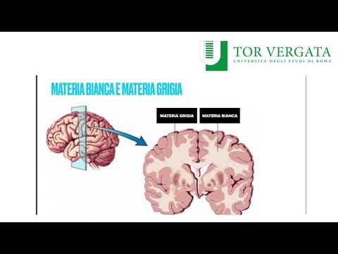 Psicologia Generale - Sistema Nervoso Centrale