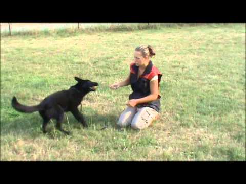 Jessy z Jukasu - obedience training - 5,5 months