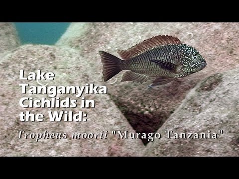 Lago Tanganica Ciclidi allo stato SELVATICO: Tropheus moorii "Murago Tanzania"