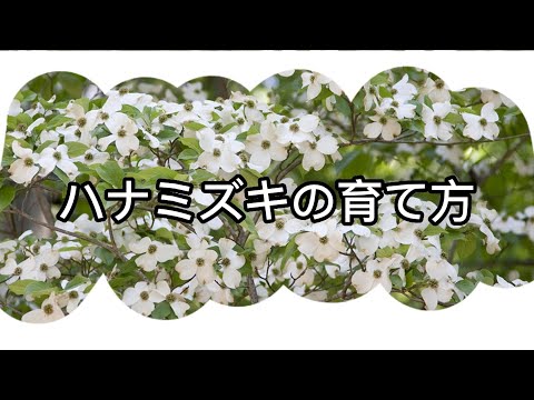 シベリアハナミズキ、紫ハナミズキ 植物