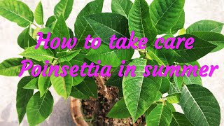 Poinsettia Care in Summer || How to take care Poinsettia in Summer