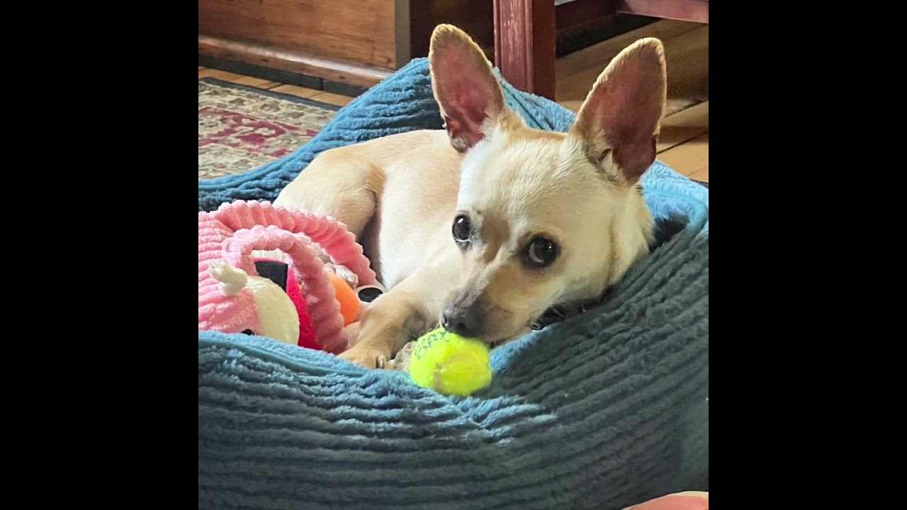 Zoie, a ADOPTABLE mixed breed in Hartland, WI video 6/6