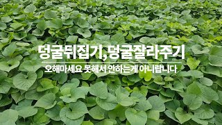 덩굴뒤집기, 순지르기, 무성한 순 잘라주기 못하는게 아니라 안하는겁니다