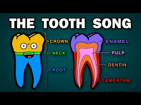 THE TOOTH ANATOMY SONG
