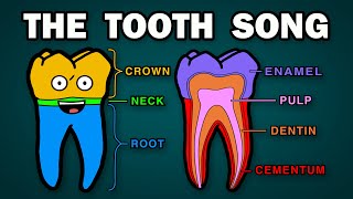 THE TOOTH ANATOMY SONG