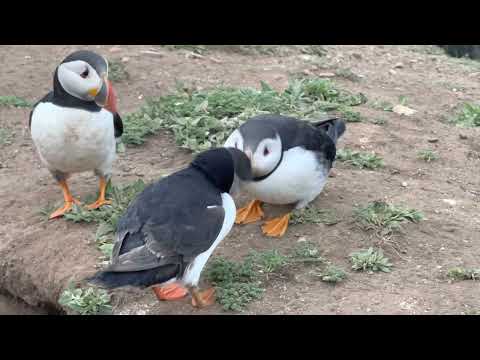 Billing (kissing) puffins