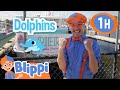 Boats And Sea Animals For Kids With Blippi 1 Hour Of Blippi Educational Videos For Kids