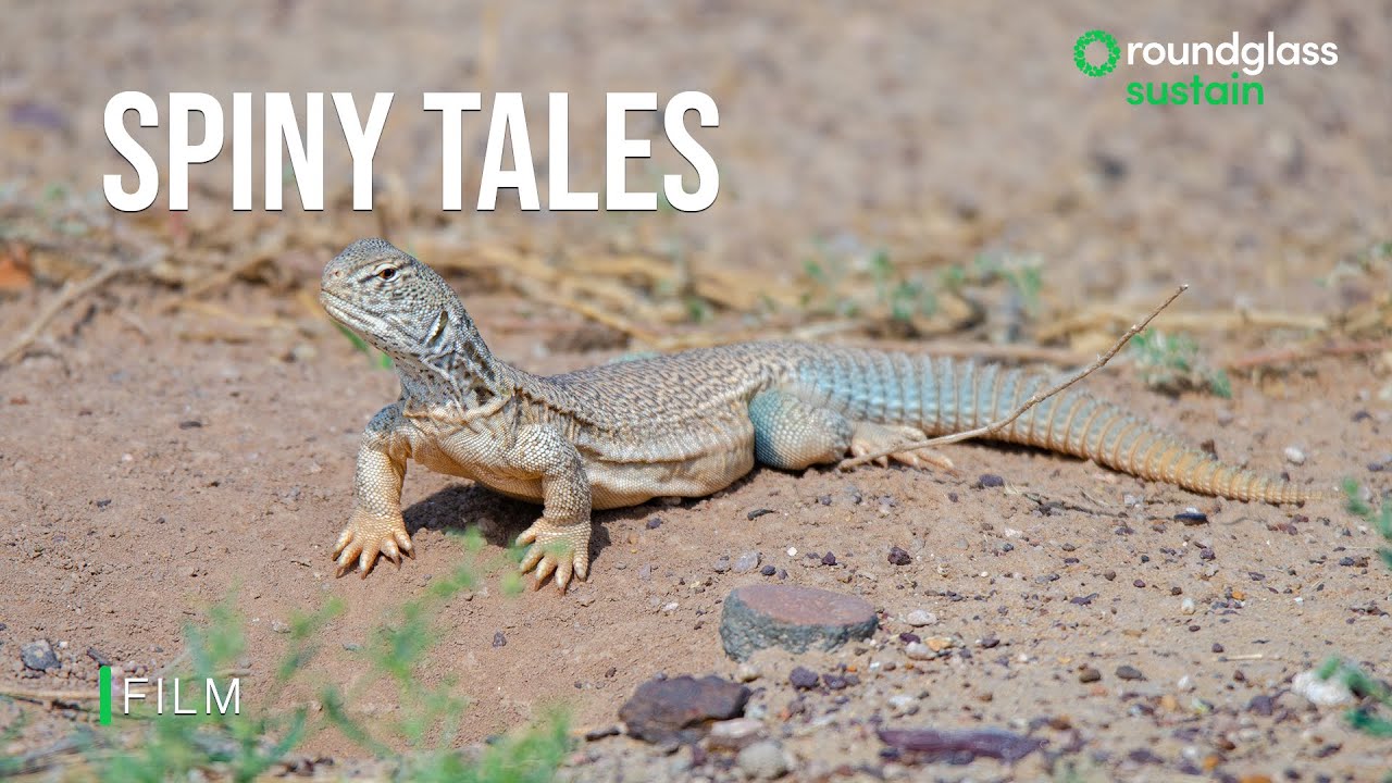 Spiny Tailed Lizard's Day in the Sun