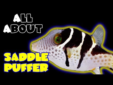 All About The Saddle Puffer