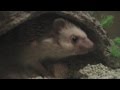 Hedgehogs Home Alone (movie trailer), HD version