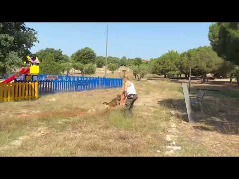 K9 Kiara 15 meses. Búsqueda y rescate de personas. Grandes áreas.#perrosdebúsqueda #k9 #malinois