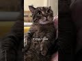 A Cat Is Enjoying Stories Told By Mom Shorts Cat Funny