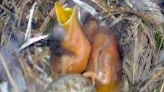 Bird's Family In Our Garden - From Eggs to Grown Up Birds