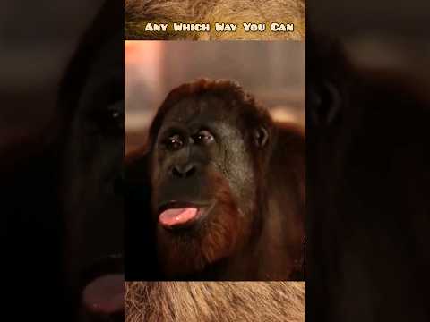 Clint Eastwood's CLYDE Is Getting Drunk & Rowdy 🤣