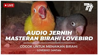 Download lagu MASTERAN BIRAHI LOVEBIRD AGAR CEPAT KAWIN COCOK UNTUK MENAIKAN BIRAHI LOVEBIRD JANTAN mp3