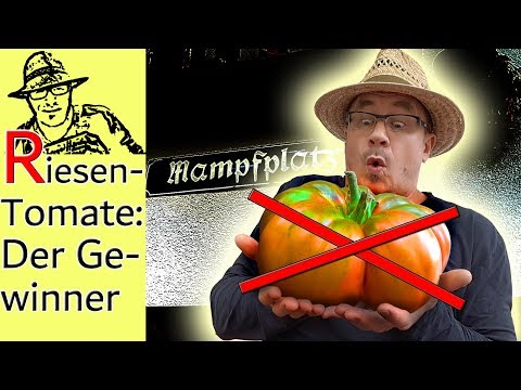 Die schwerste Tomate Deutschlands - Tomatenchallenge 2018 🍅😮 #Tomatenchallenge