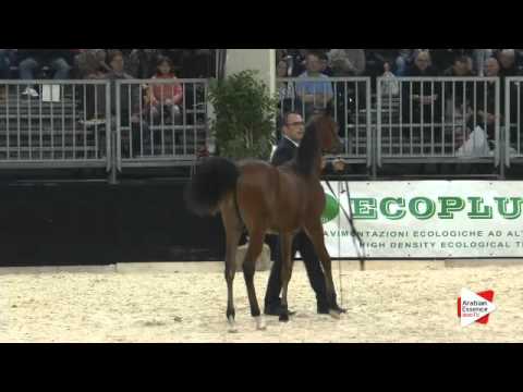 N.17 VIVALDI REGALIS - Gran Prix 2015 - Futurity Males (Class B)