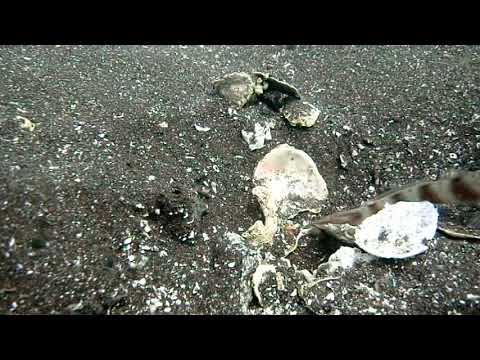 ダテハゼとニシキテッポウエビの共生（大瀬崎湾内）