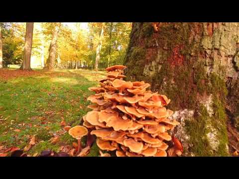 Impression Park Schönbusch 2 - Oktober 2017