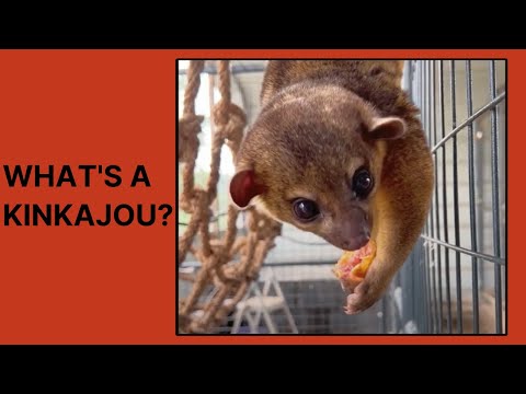 I met Vivo the Kinkajou! Well, kind of...