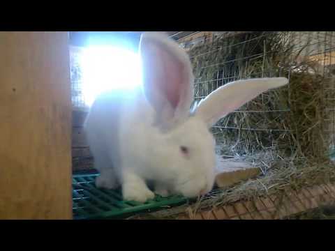 Кормление,решаем жилищную проблему у крольчат,сбор яблок с помощниками.
