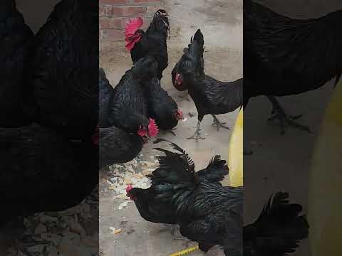 Organic Desi Eggs (24 Pack) 15 YouTube Video Thumbnail