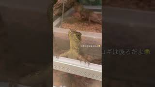 可愛いクシトカゲがいる生活🥹#爬虫類