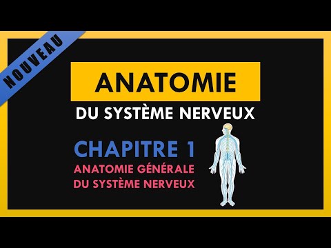 Anatomie Du Système Nerveux - Chapitre 1 - Anatomie générale du système nerveux