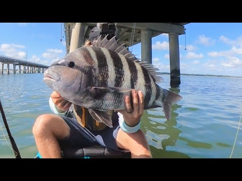 GIANT SHEEPSHEAD FISHING on BRIDGE PILINGS + HOW TO (Catch and Cook)