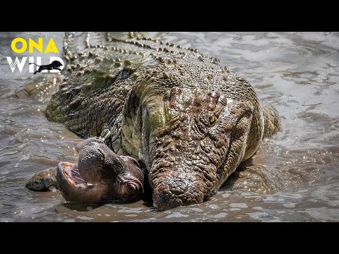 PREDATORS OF THE NILE | Battle for Life in the Heart of Africa | #AnimalDocumentary