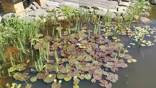 Ringelnatter auf Beutezug im Gartenteich 21 05 2020