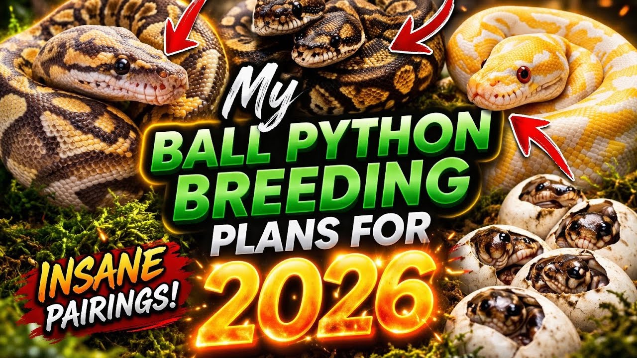 🔥 MY BALL PYTHON BREEDING PLANS FOR 2026 | What I’m Pairing This Season! 🐍🥚