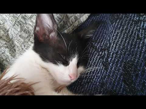 Cat in REM sleep
