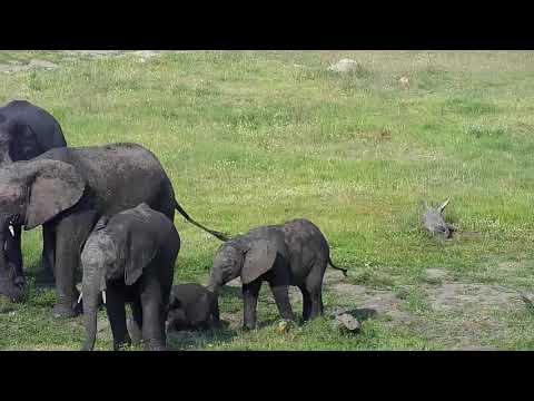 Djuma: Small Elephant herd - 16:13 - 01/02/20