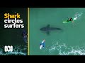 Shark filmed circling surfers at Plettenberg Bay, South Africa | ABC Australia