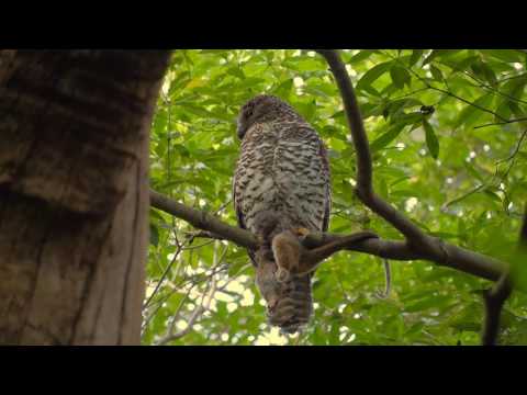 Powerful Owl