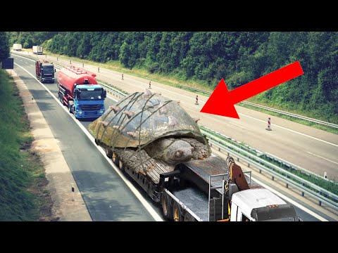 Top 9 LARGEST Creatures That Are TERRIFYING!