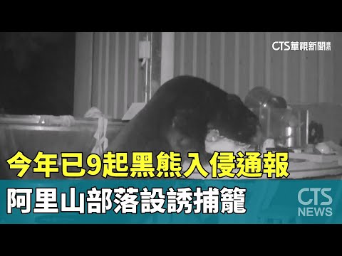 今年已9起黑熊入侵通報　阿里山部落設誘捕籠