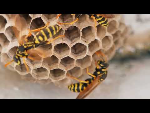 Unveiling the Secret Lives of Wasps: Nature's Tiny Architects and Predators #wasp #hornet #insects