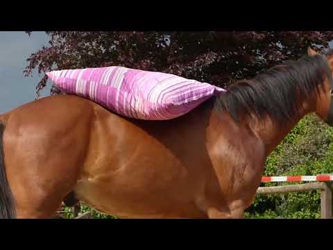 MUSTANG MAKEOVER 2018 Team Lina (TAG 4221) - Update 3