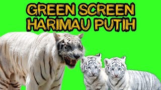 Download lagu Blue screen harimau putih mp3