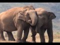 Elephant Sanctuary Brazil Informational Video