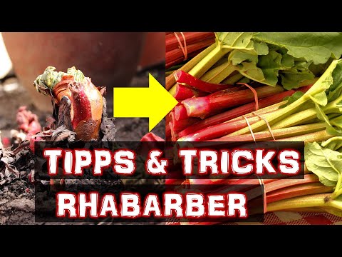 Rhabarber - Tipps und Tricks | So baust du Rhabarber an | Wichtige Fragen und Antworten zu Rhabarber