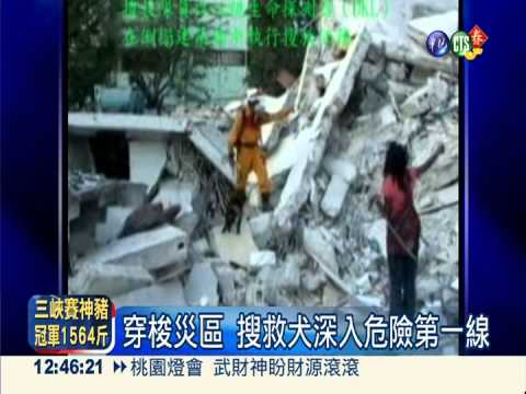 有災情衝第一 搜救犬"使命必達"!