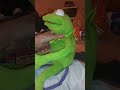 1999 TYCO MAGIC TALKING KERMIT THE FROG REVIEW