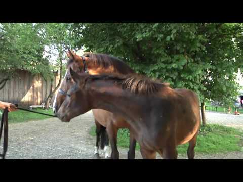 Waldfreude v. Lossow